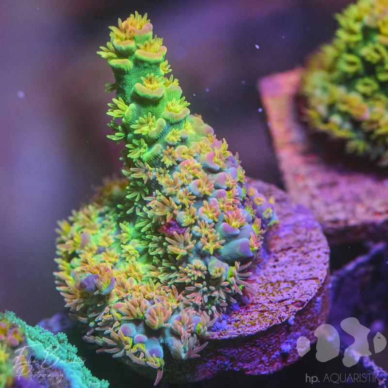 Acropora bigR Walt Disney Original